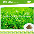 Health food extract plant extractGreen tea leaf extract Tea polyphenol